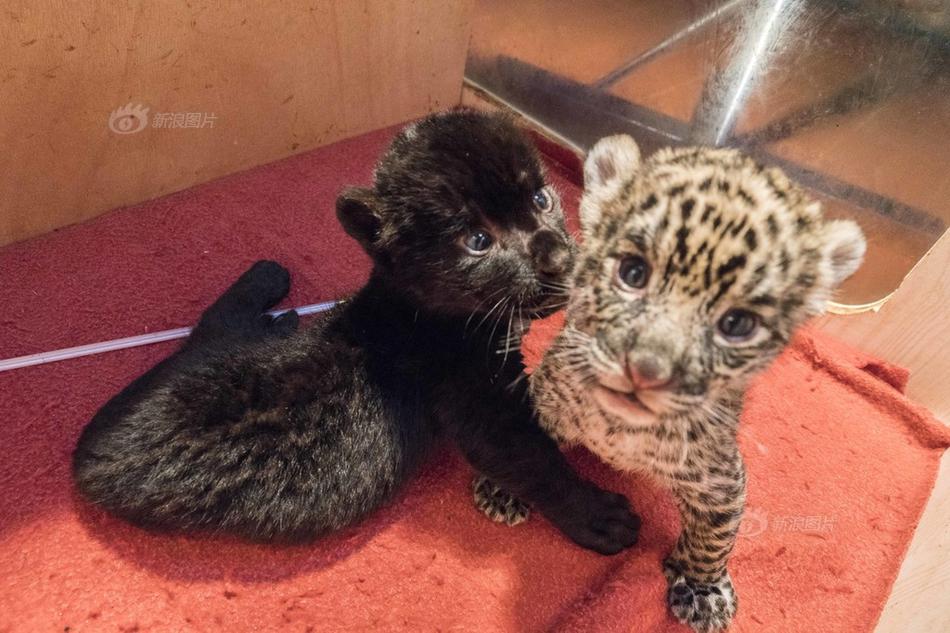 參加綜藝后by辭雁 百度網(wǎng)盤