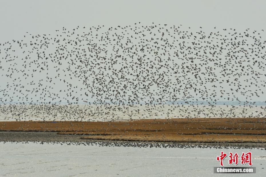 正道潛龍TXT下載網(wǎng)盤