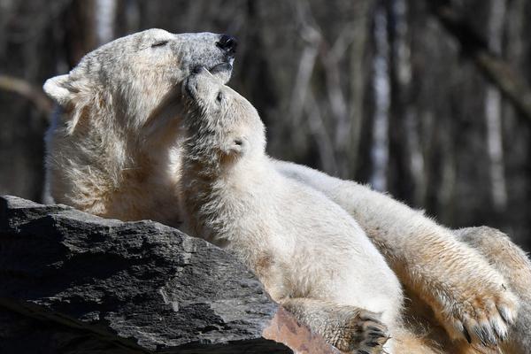 《從閃婚開始》by排骨辣醬講什么