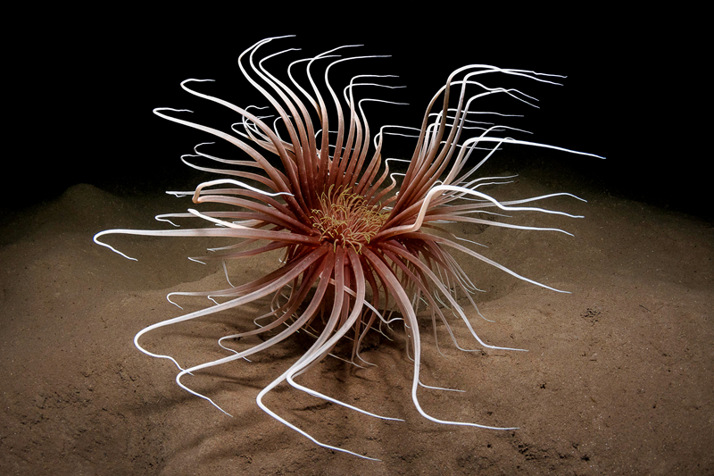 圓寂by碧落九天TXT