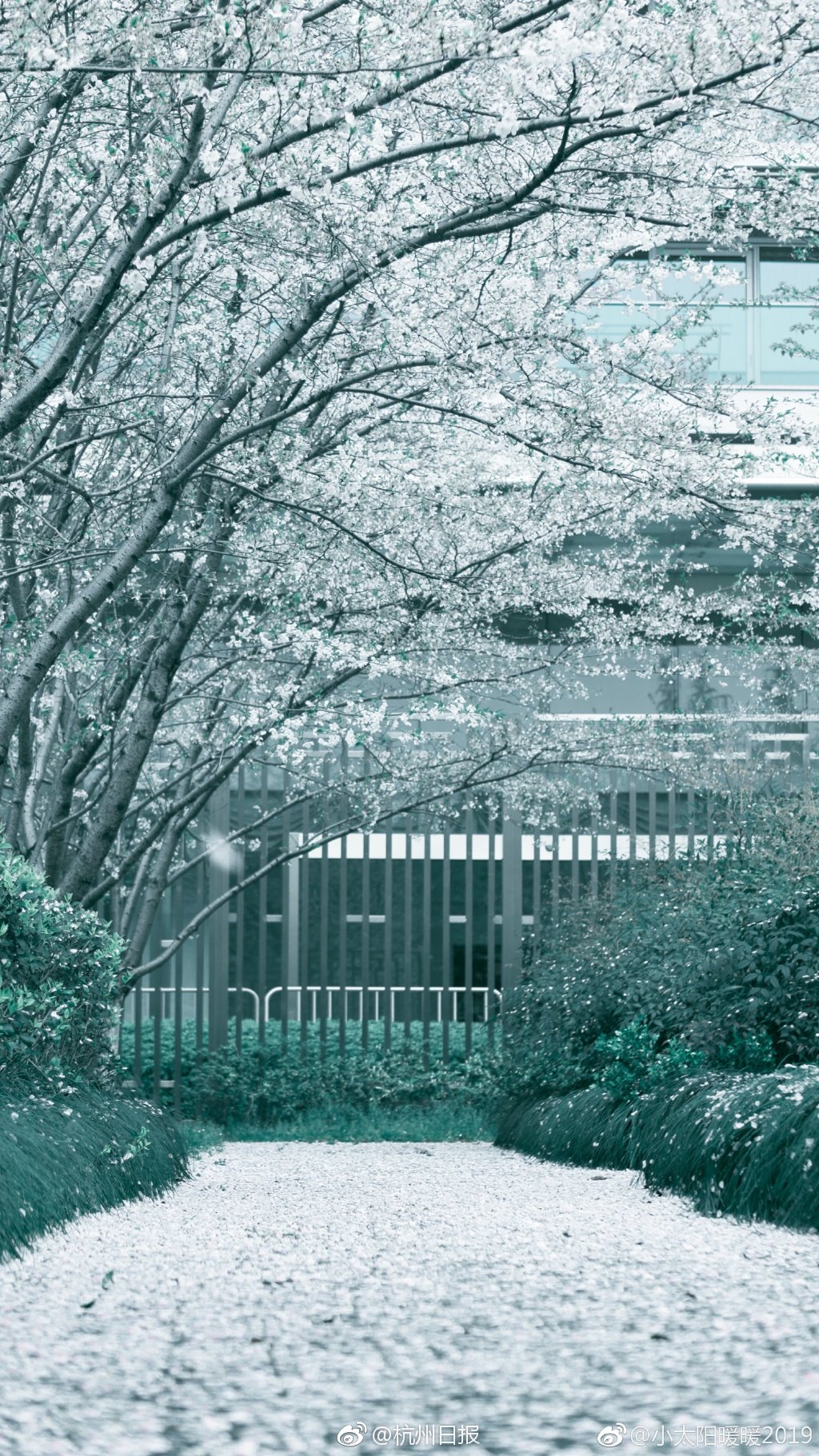 《丁香花菩提樹》筆趣閣