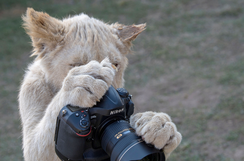 重生之狩獵星辰TXT免費下載
