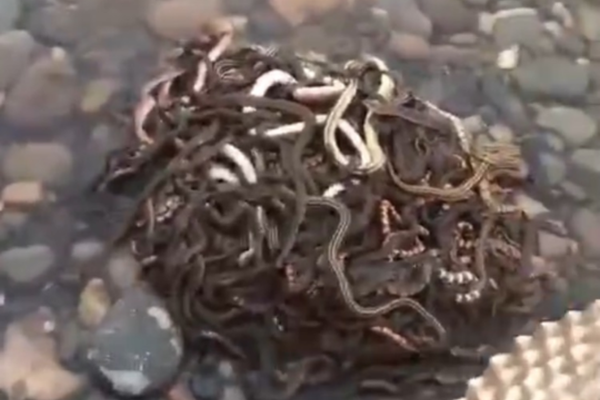 異?，F象西耳TXT網盤