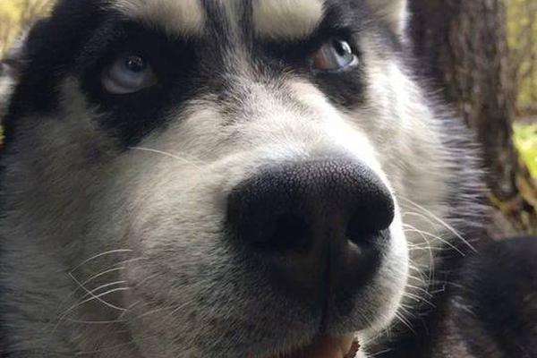 代嫁丞相by筆趣閣