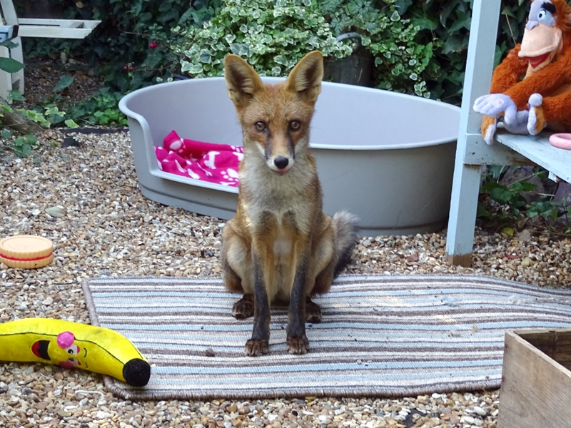 筆趣閣app官方下載藍色版