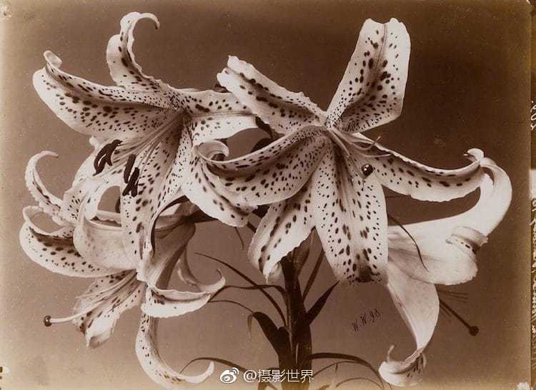 蹙蛾眉(古言1v1 )我有兩把刷子