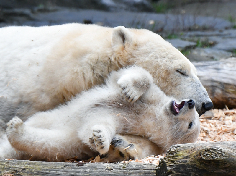 愛妃別逃穿書筆趣閣