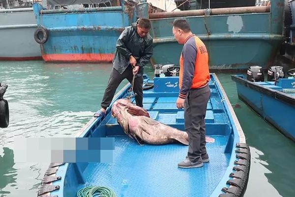 白日囂張假恐龍筆趣閣txt