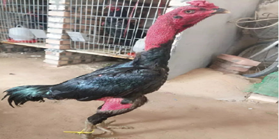 by夏布多昂寫的小說陸知夏