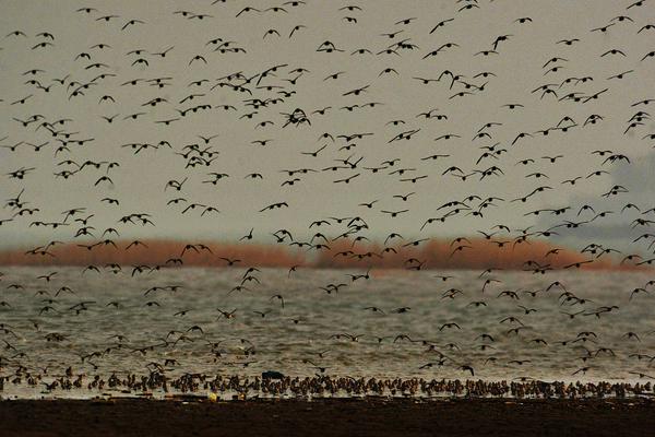 《作妖》by劉水水