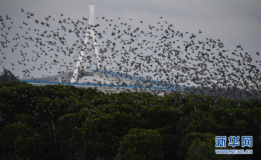 鵝是老五作品天下第九筆趣閣