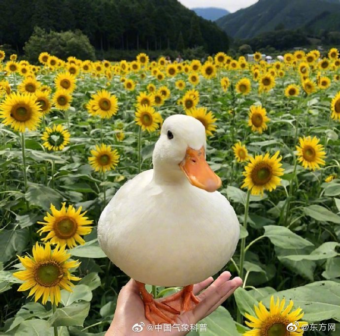 過河拆橋by江月晃重山全文免費(fèi)閱讀