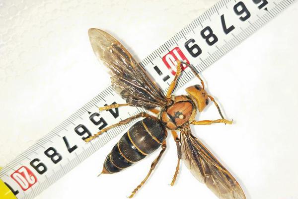 種子by艾尼尼全文閱讀