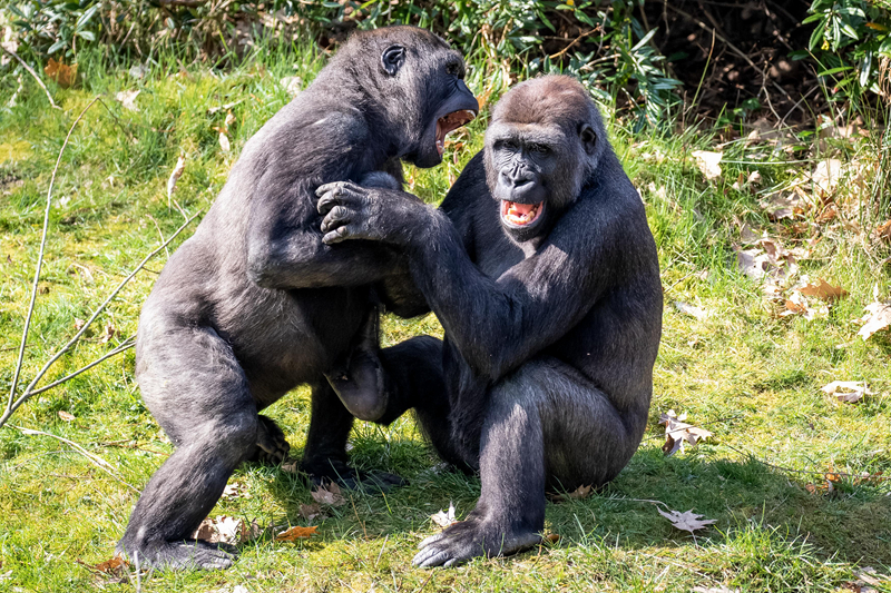 炙愛by白塵秦厲衡