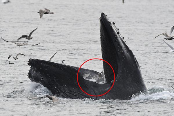 關于爛泥巴的一切by西南北東結局
